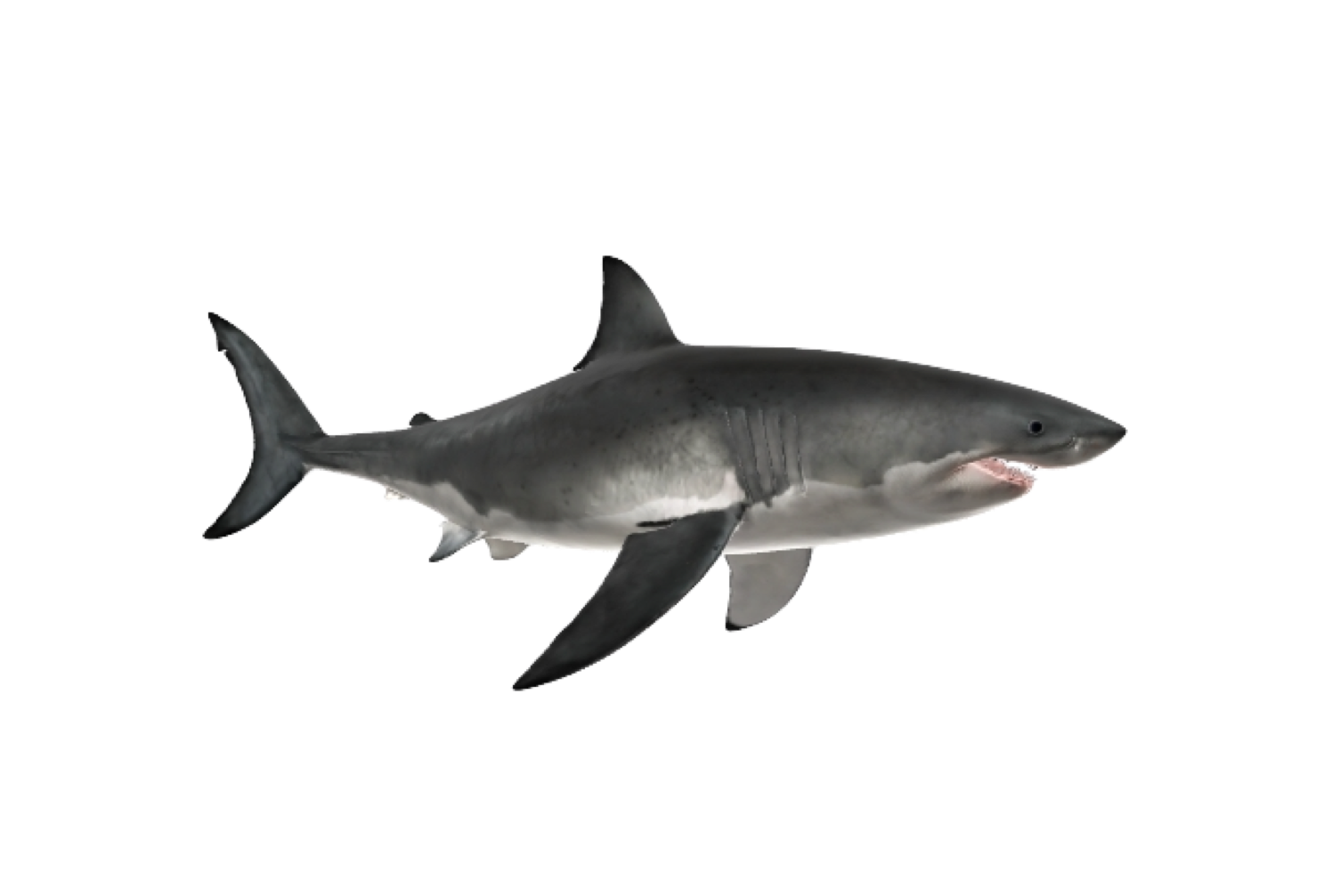 大白鲨
